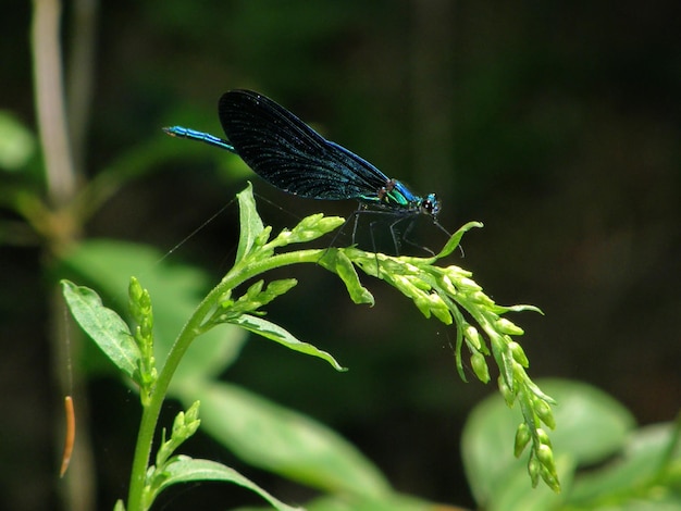 Close-up of a deep dark blue dragonfly on a branch. Leningrad region, Russia.