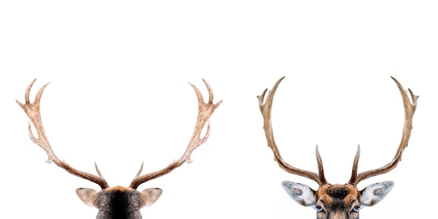 Photo close-up of deer against white background