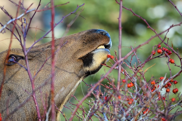 Photo close-up of deer by dried plant