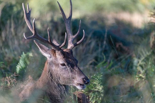 Photo close-up of deer by plants in forest