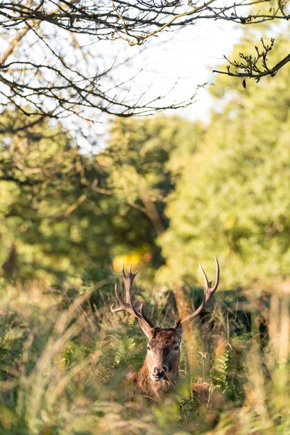 Photo close-up of deer by plants in forest