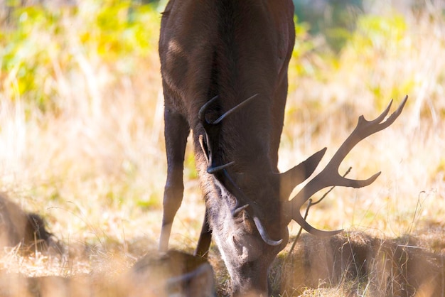 Photo close-up of deer by plants in forest