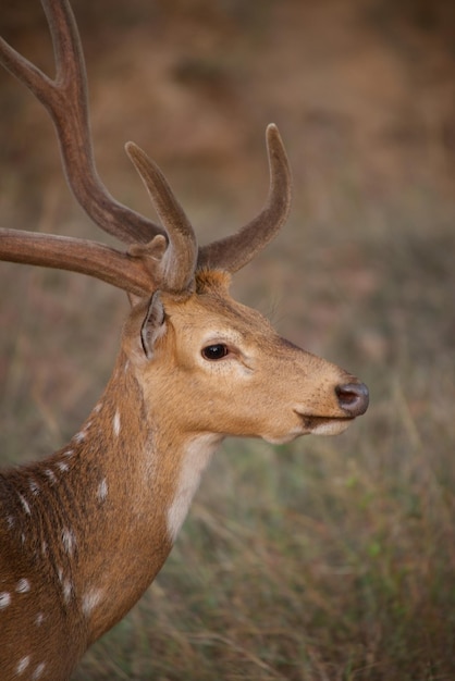 Close-up of deer on field in forest