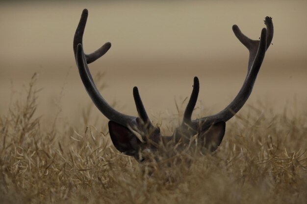 Photo close-up of deer on field