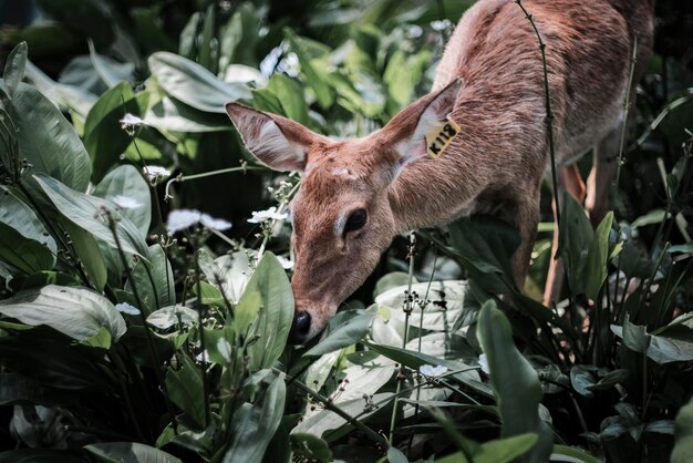 Photo close-up of deer on field