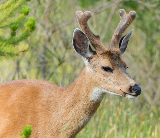 Close-up of deer on field