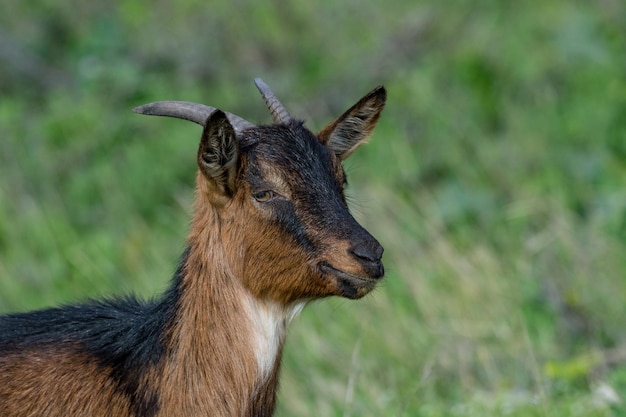 Photo close-up of deer on field