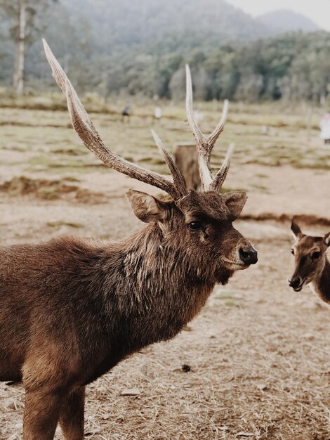 Foto close-up di cervi sul campo