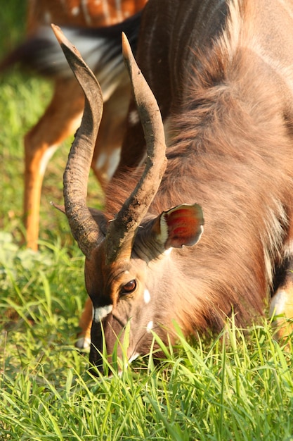 Foto close-up di cervi sul campo