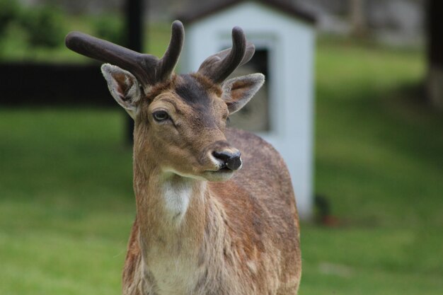 Close-up of deer on field