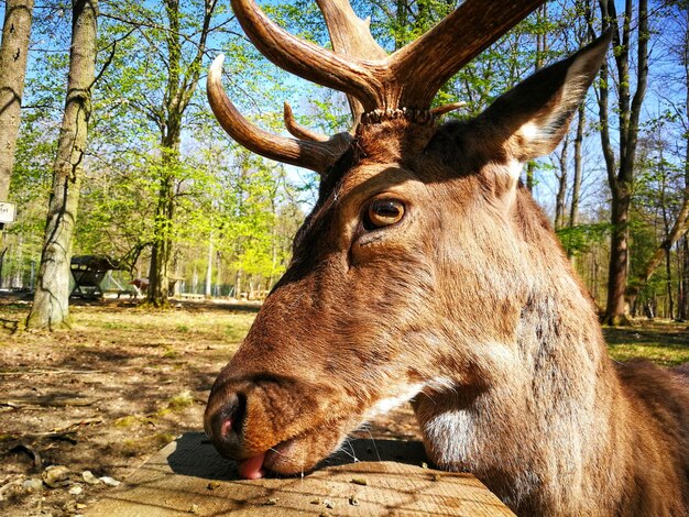 Photo close-up of deer on field