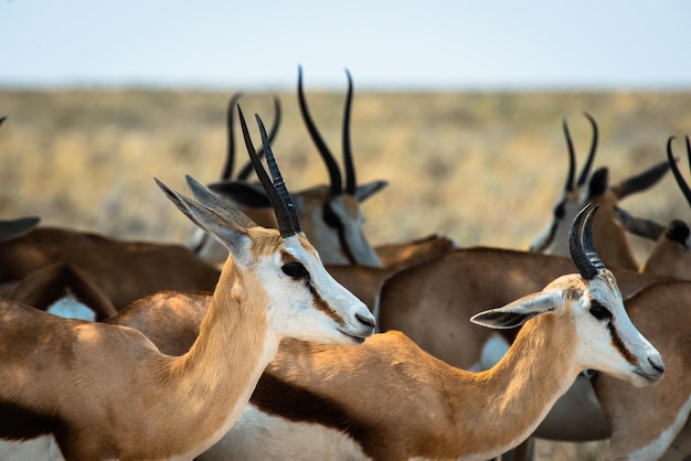 Photo close-up of deer on field