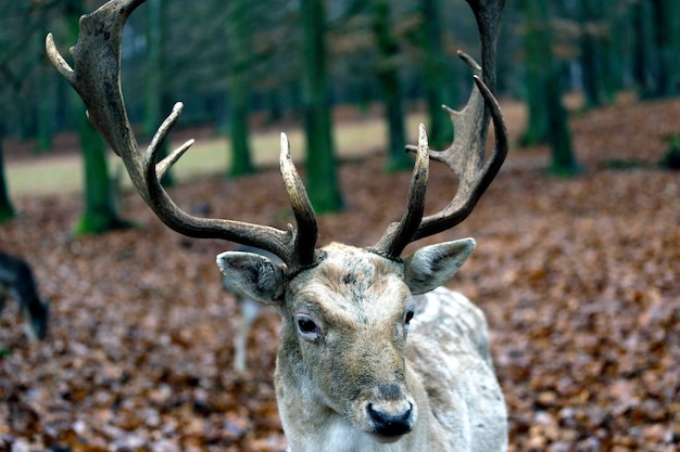 Close-up of deer on field