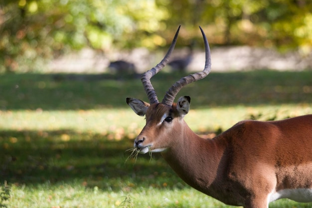 Photo close-up of deer on field