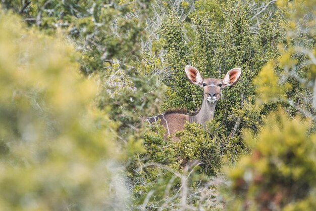 Foto close-up di cervi sul campo