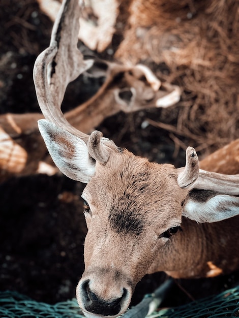 close-up of deer on field