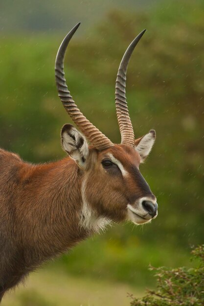 Foto close-up di cervi sul campo