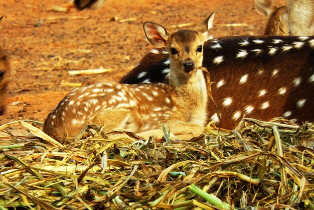 Photo close-up of deer on field