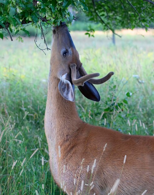 Photo close-up of deer on field