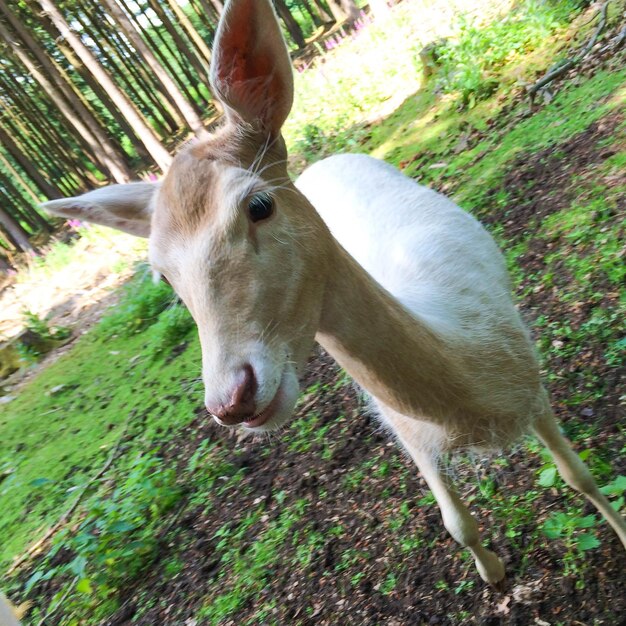 Foto prossimo piano di un cervo in foresta