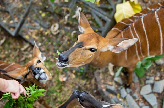 Photo close-up of deer on land