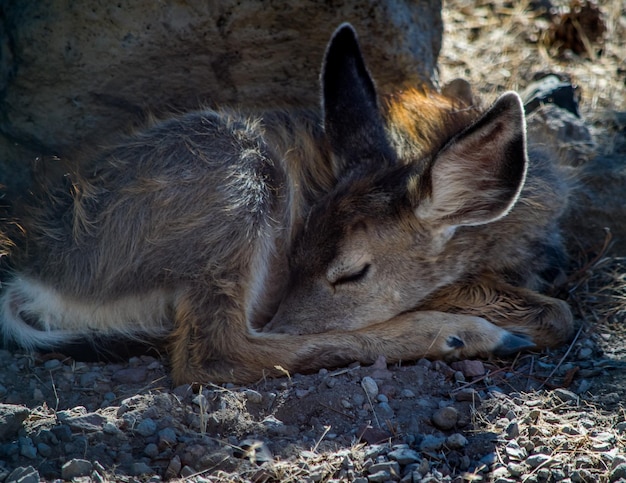 Foto close-up di un cervo che dorme a terra