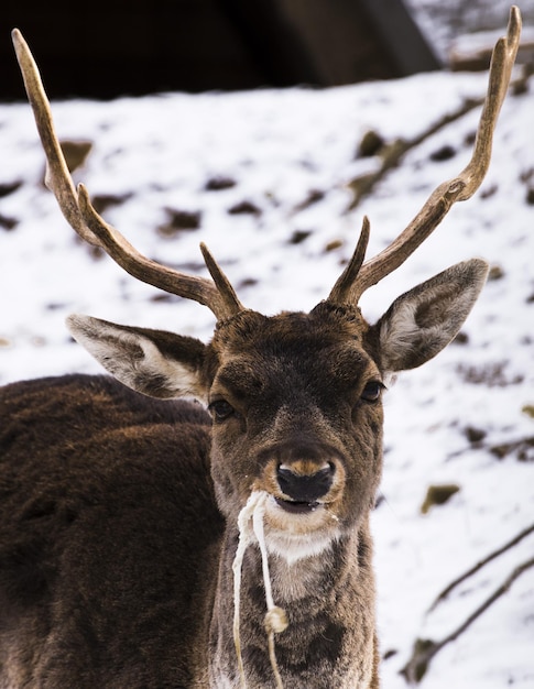 Photo close-up of deer in snow