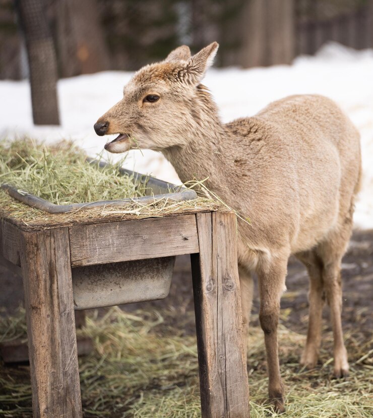 Photo close-up of deer standing on field