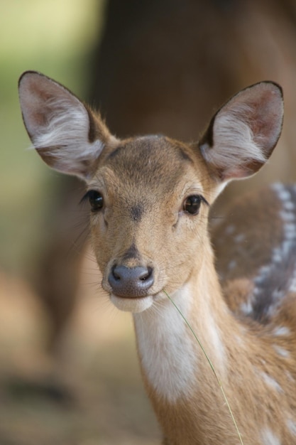 Close-up of deer standing in forest