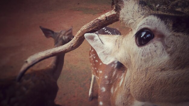 Photo close-up of deer standing at zoo