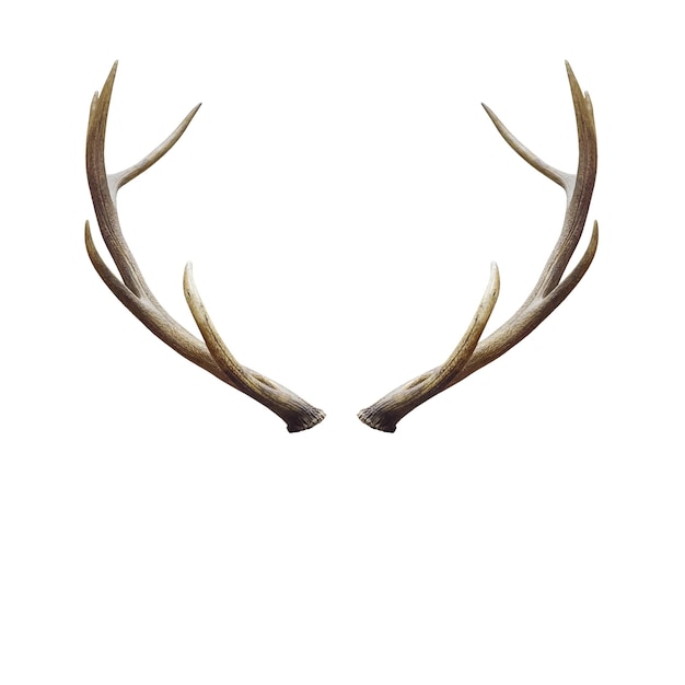 Photo close-up of deer on white background