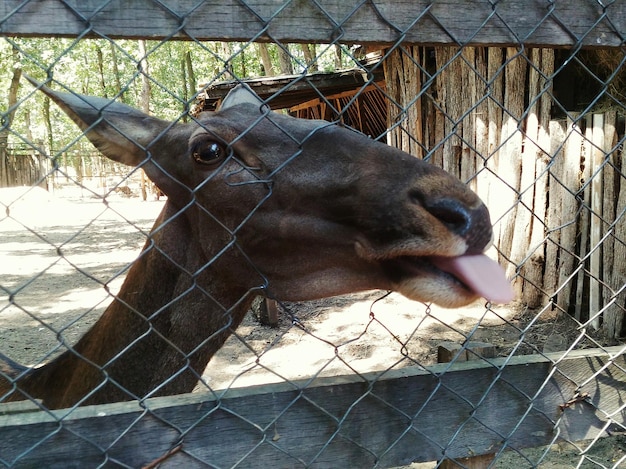 動物園の鹿のクローズアップ