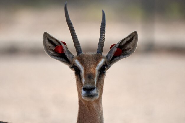 Photo close-up of deer