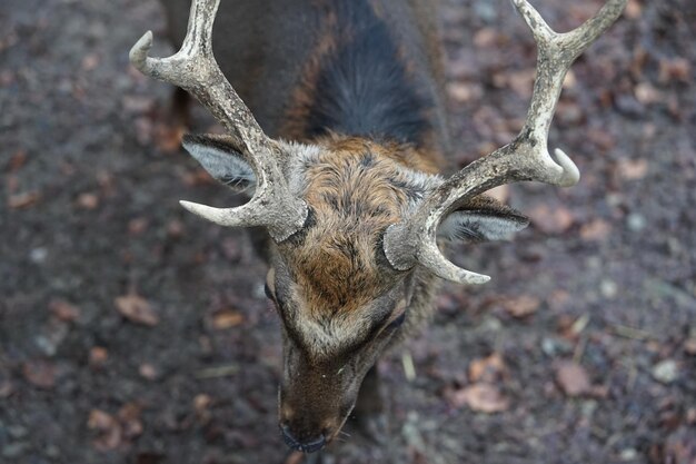 Foto close-up di un cervo