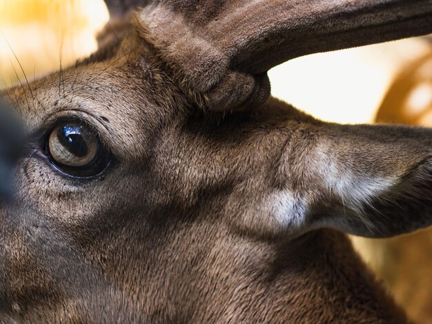 Close-up of deer