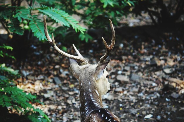 Close-up of deer