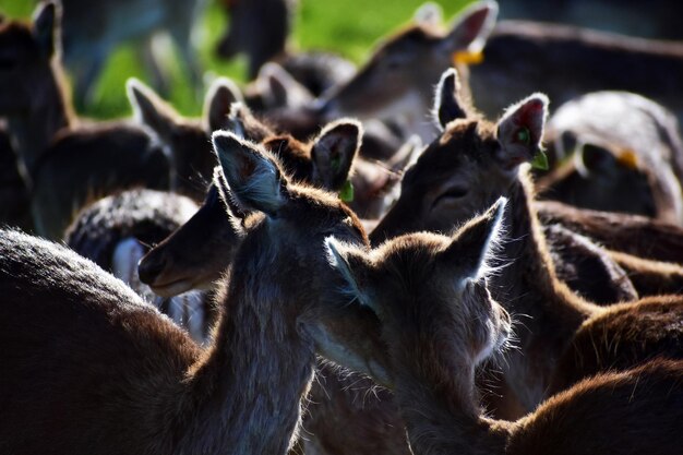 Photo close-up of deer