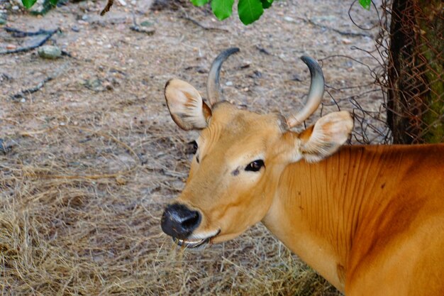 Photo close-up of deer