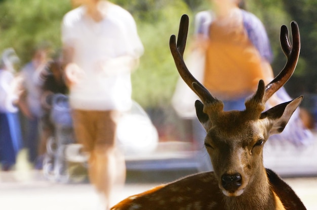 Photo close-up of deer