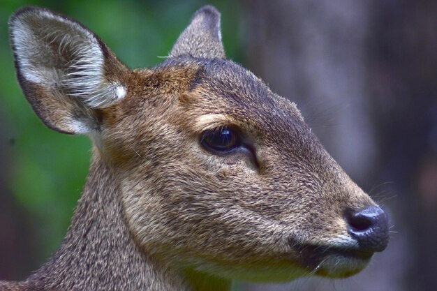 Photo close-up of deer