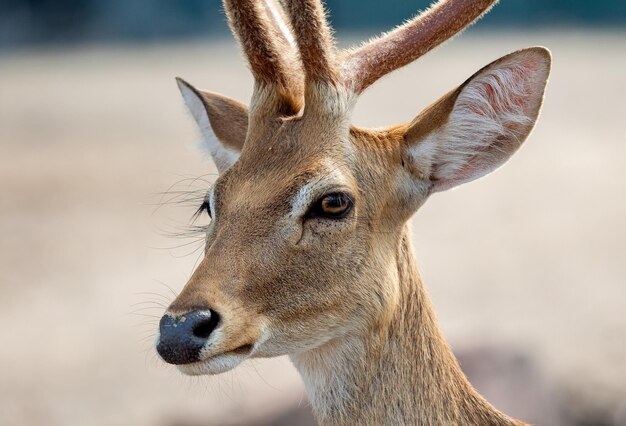 Close-up of deer