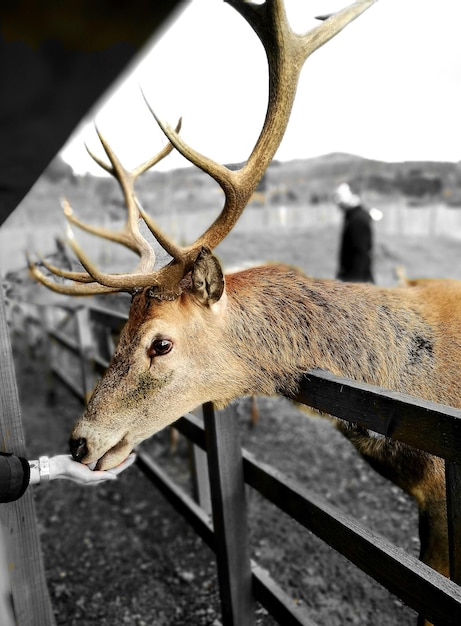 close-up of deer