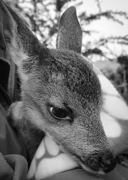 Photo close-up of deer