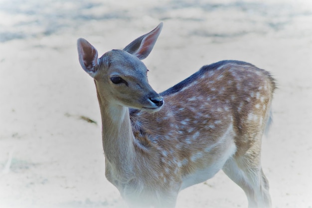 Close-up of deer