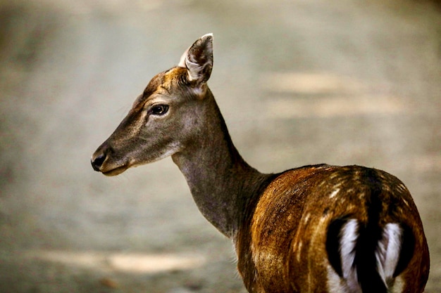 Close-up of deer