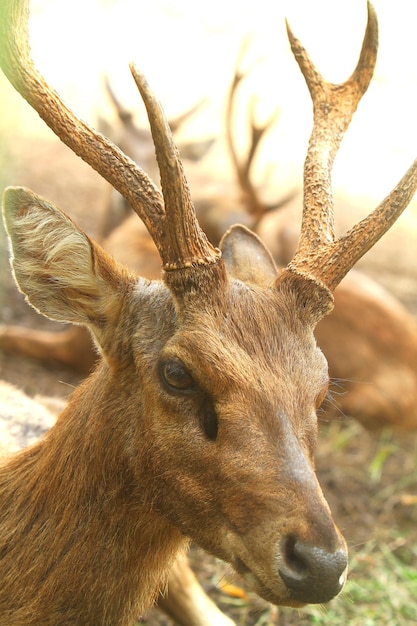 Foto close-up di un cervo