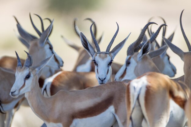 Photo close-up of deer