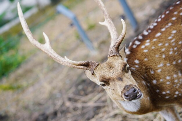 Close-up of deer