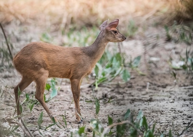 Close-up of deer