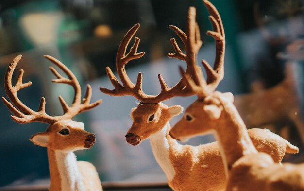 Photo close-up of deer